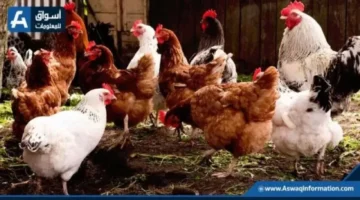 أسعار الفراخ البيضاء بالدواجن اليوم الأحد وأثرها على الأسواق المحلية